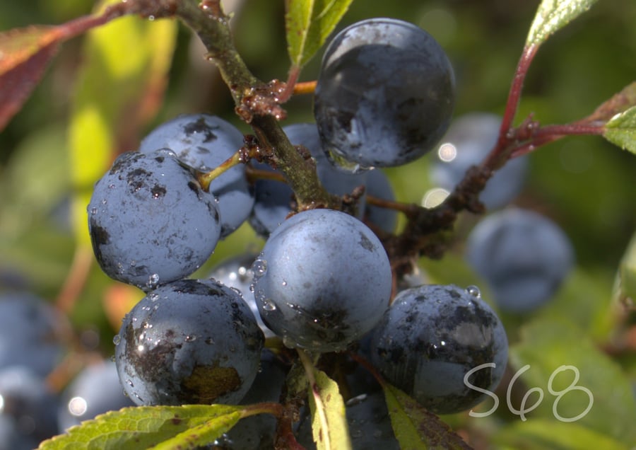 Sloe Berries In The Rain