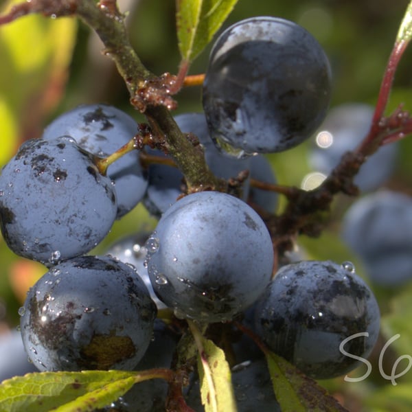 Sloe Berries In The Rain