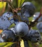 Sloe Berries In The Rain