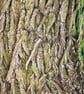 Greetings Card - Blank - Willow Tree Bark - Image 3