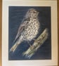 Song Thrush, a signed print of an original drawing - Image 2