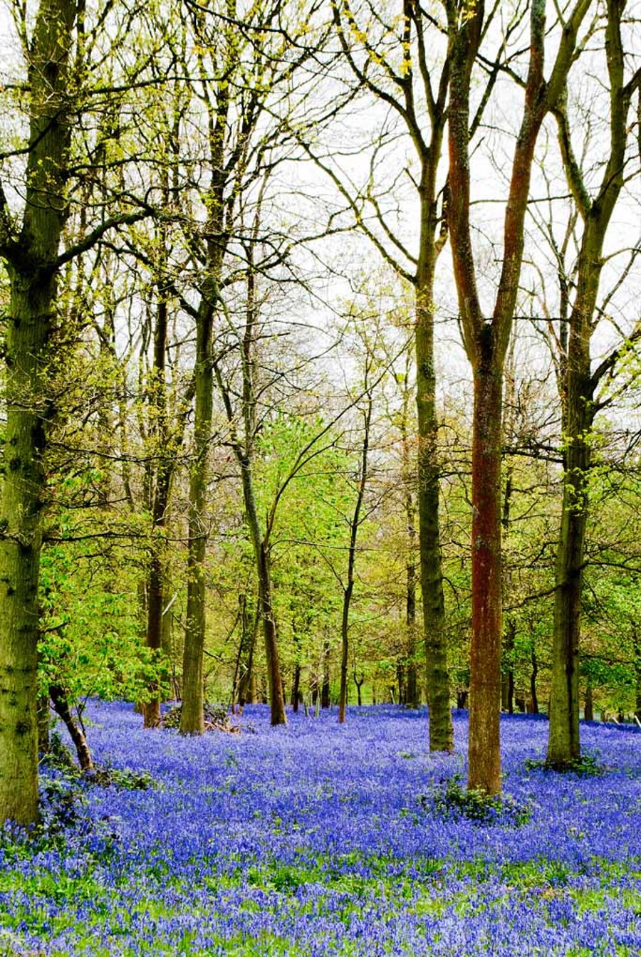 Bluebell Woods Bluebells Greys Court Oxfordshire UK 12"x18" Print