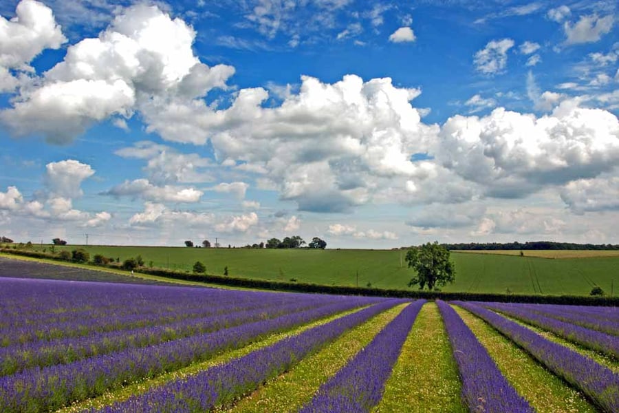 Lavender Field Purple Flowers Cotswolds Photograph Print