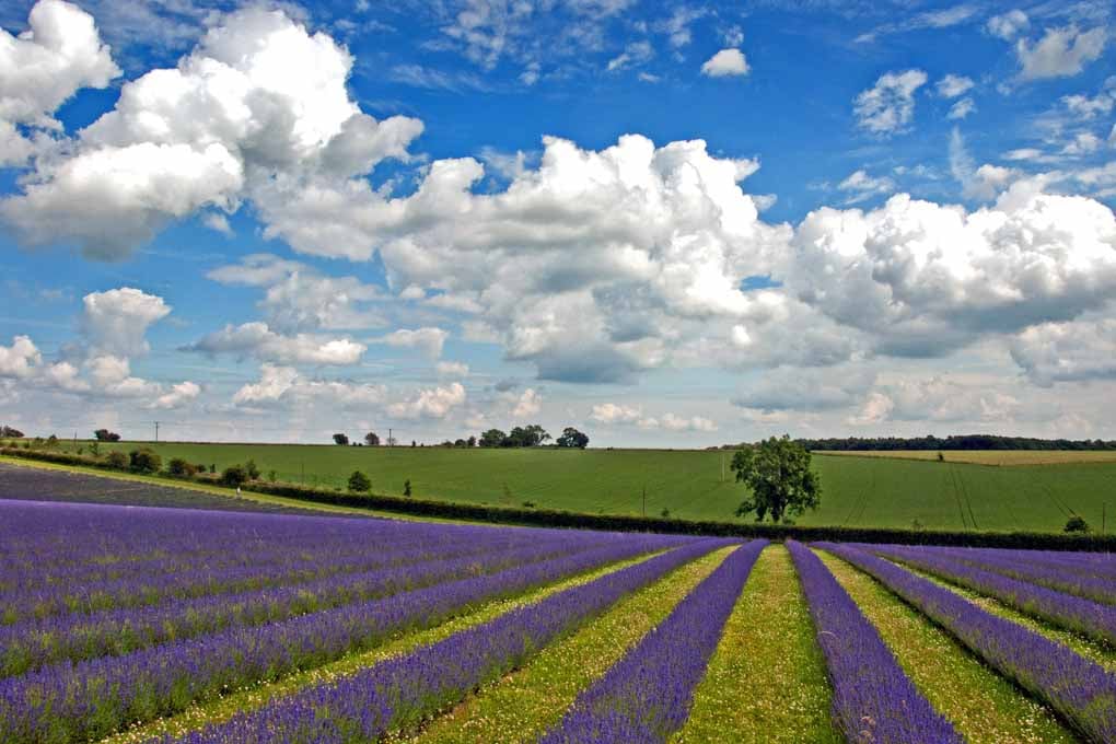 Lavender Field Purple Flowers Cotswolds Photograph Print