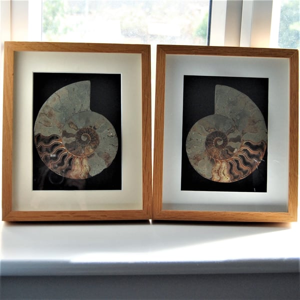 Large polished ammonites in frames