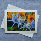 Sea Holly Harmony Large Photographic Card Size 7" x 5" 