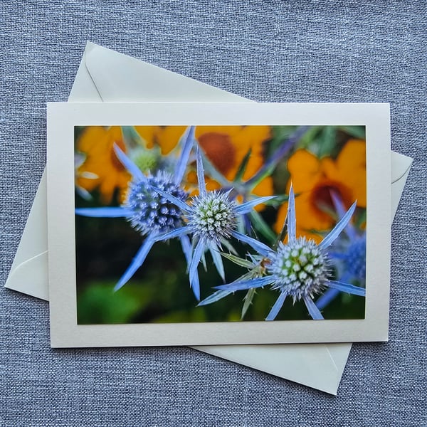 Sea Holly Harmony Large Photographic Card Size 7" x 5" 