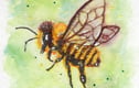 Bee collection