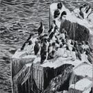 Seabird Artwork – Guillemots Nesting on Cliffs, Original Pencil Drawing