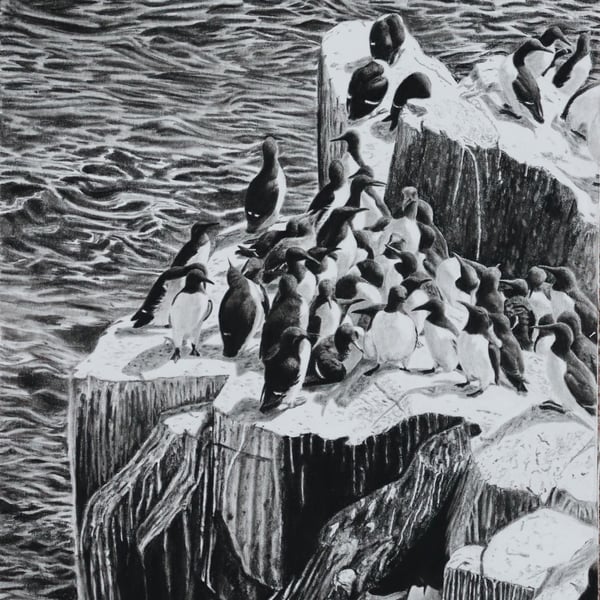 Seabird Artwork – Guillemots Nesting on Cliffs, Original Pencil Drawing
