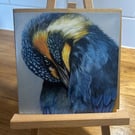 6 x 6 inch Kingfisher Preening Card