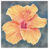 Flower Greeting Card - Orange Hibiscus - tropical flower, Fiji, Hawaii, floral