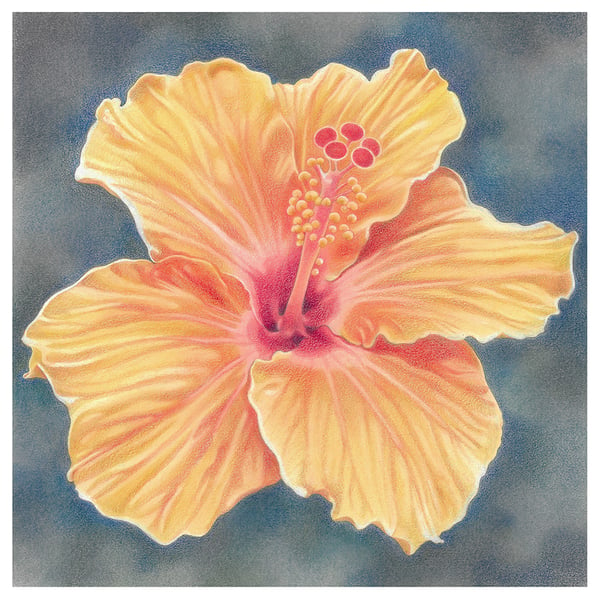 Flower Greeting Card - Orange Hibiscus - tropical flower, Fiji, Hawaii, floral