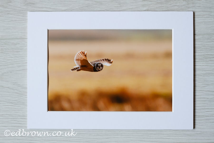Short eared owl, Pevensey Levels photographic print