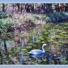 Gooderstone Water Gardens Norfolk Greeting Card A5