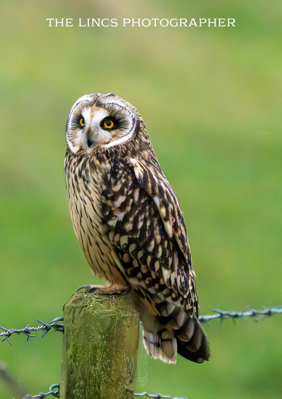Short Eared Owl print (Limited edition of 10)