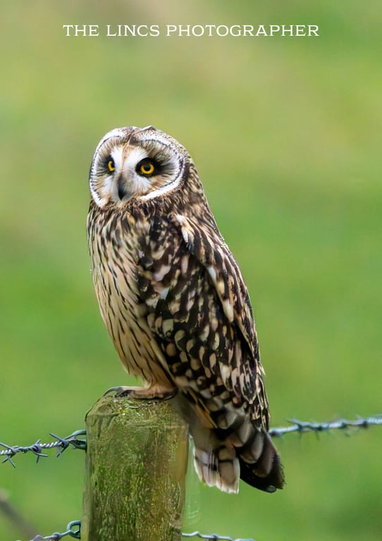 Short Eared Owl print (Limited edition of 10)