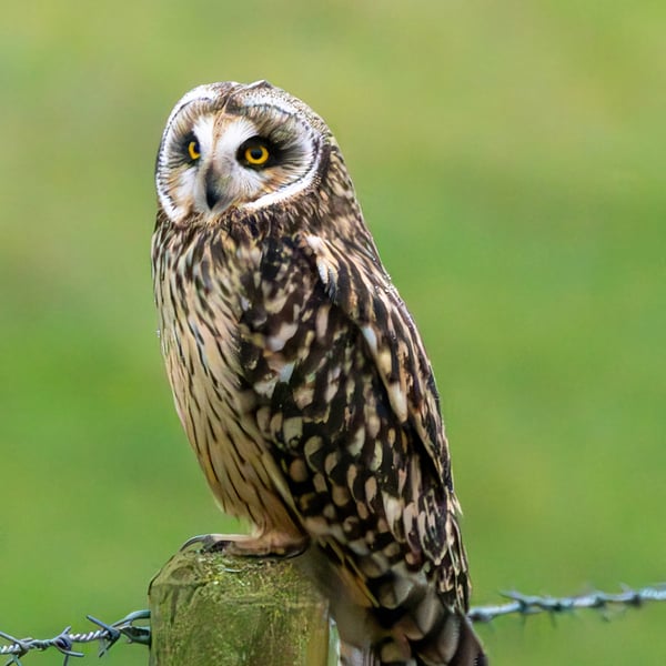 Short Eared Owl print (Limited edition of 10)