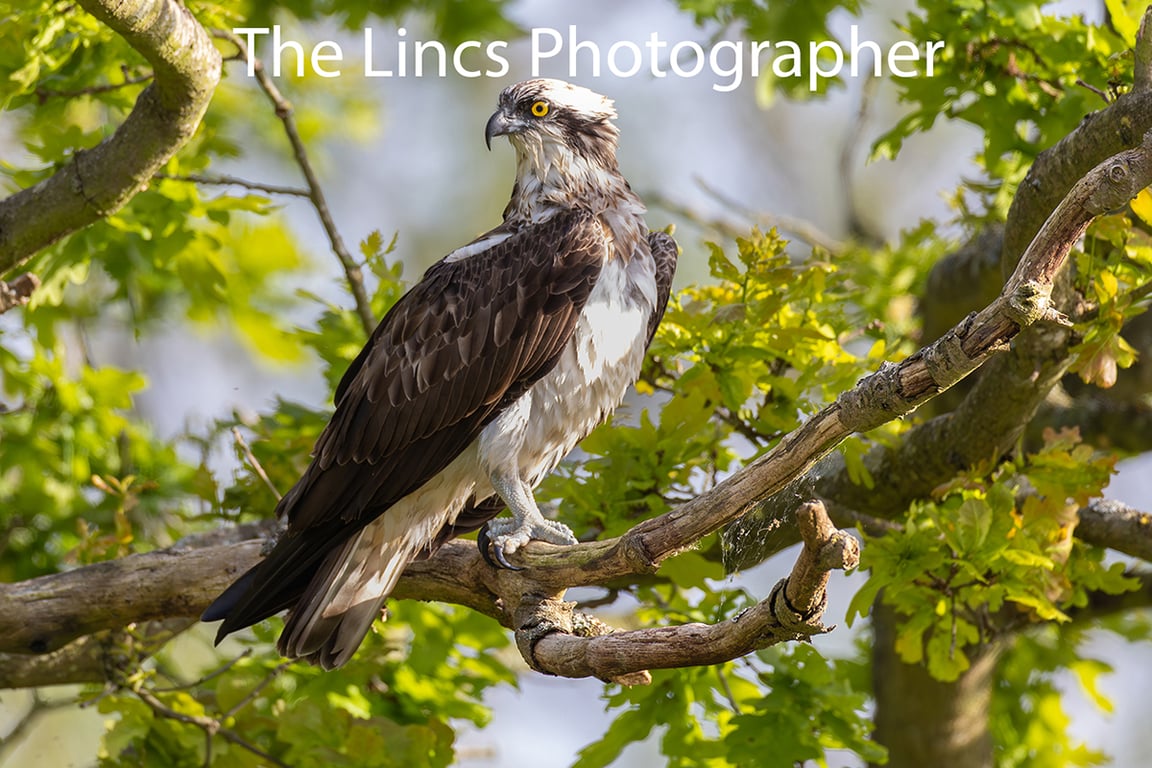 Osprey perched print (Limited edition of 10)