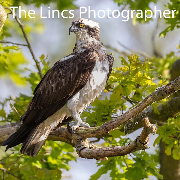 Osprey perched print (Limited edition of 10)