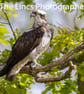 Osprey perched print (Limited edition of 10)