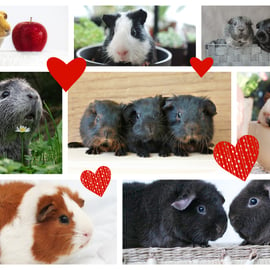 Guinea Pigs Greeting Card A5