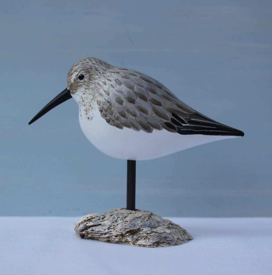 Dunlin on an oyster shell