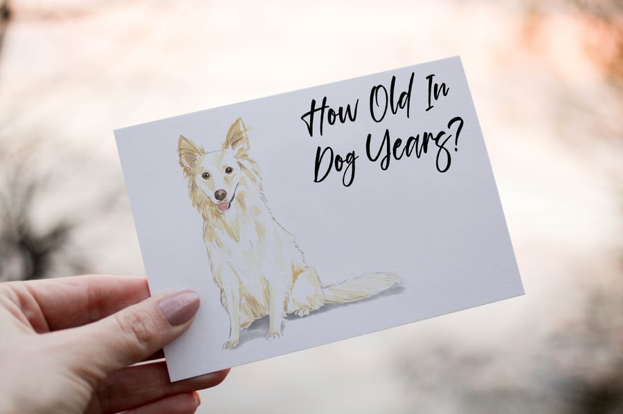 White Collie Dog Birthday Card, Dog Birthday Card