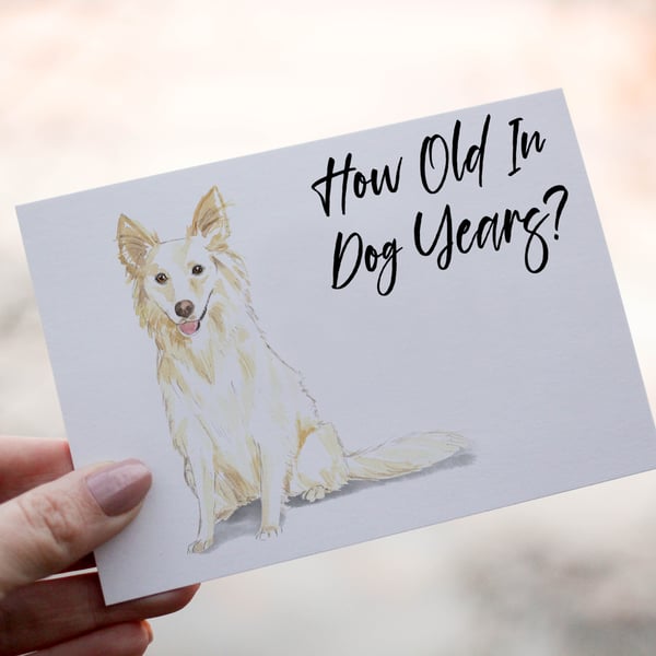 White Collie Dog Birthday Card, Dog Birthday Card