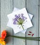 Agapanthus, Greetings Card - Image 2