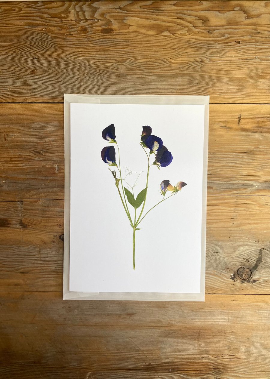 Sweet pea flower art print