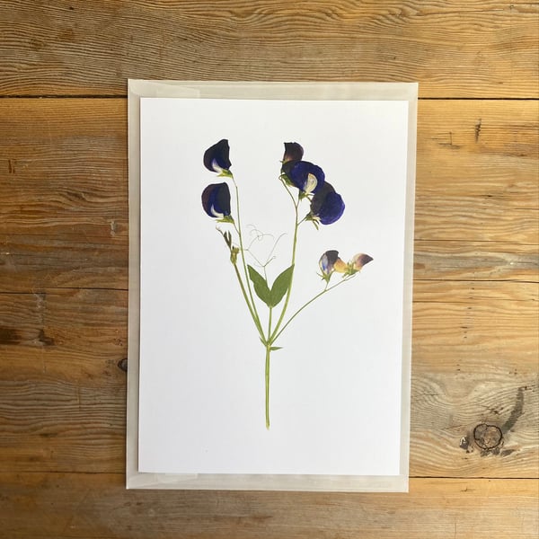 Sweet pea flower art print