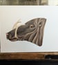 Babirusa Deer-Pig Pig Charity Painting 