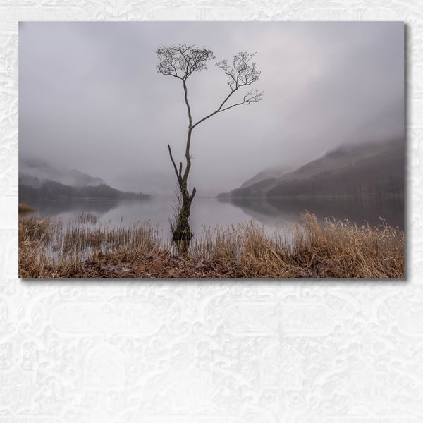 Lone tree on the edge of a misty Buttermere, Lake District, England