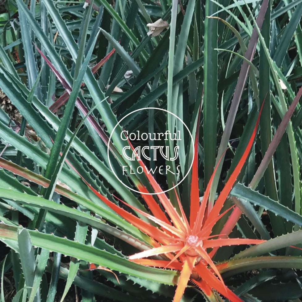 Colourful Cactus Flowers