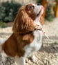 Dog Necktie - Autumn Trees - 5 Sizes Easy Tie On - Image 5