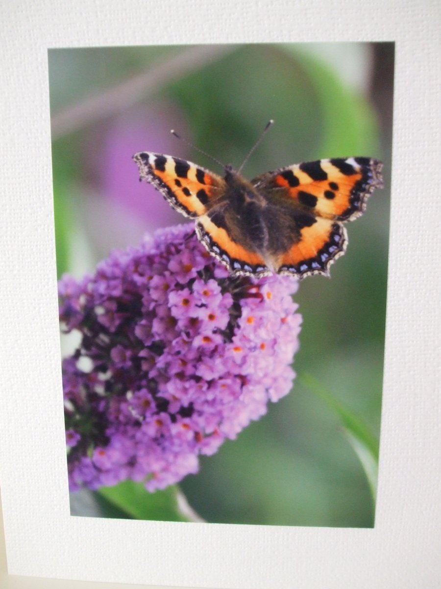 Photographic greetings card of a butterfly on a Buddleia tree.