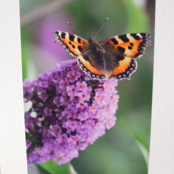 Photographic greetings card of a butterfly on a Buddleia tree.