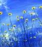 Yellow Daisies Under Blue Sky Original OIl Painting