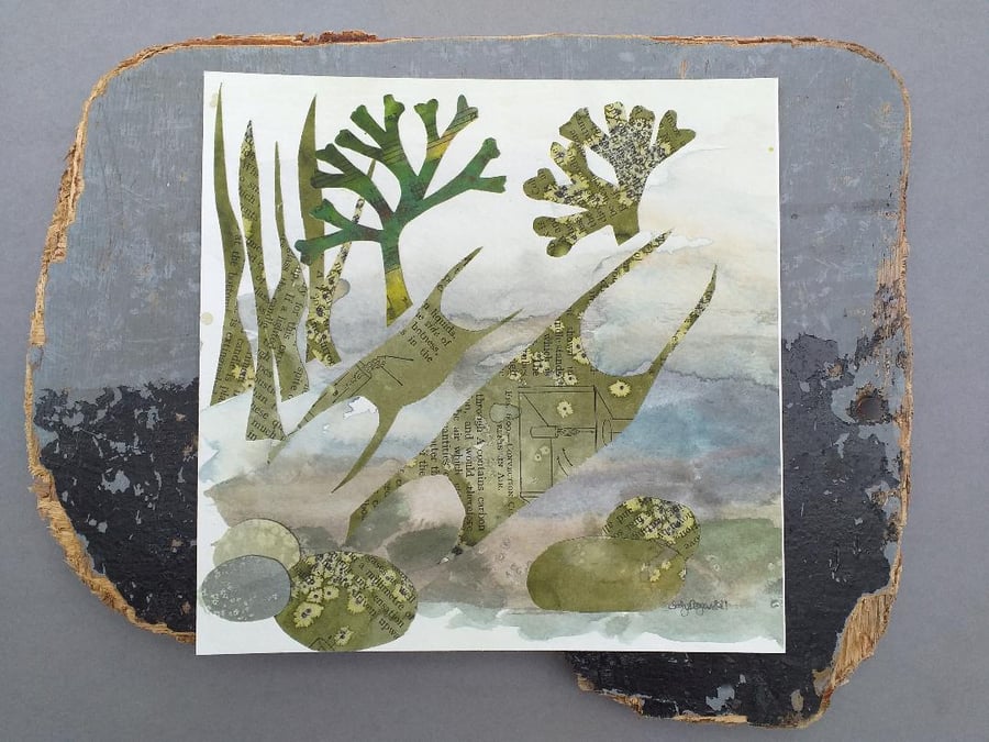 Mermaids Purses Giclee Print