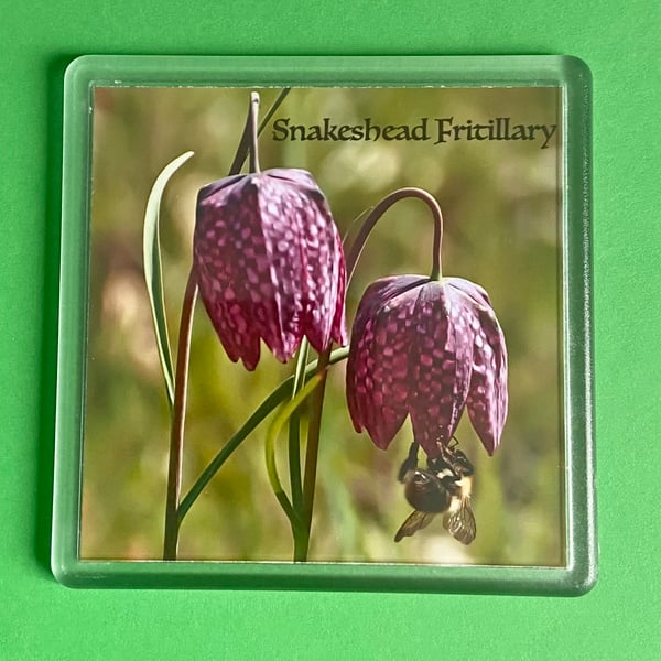 Snakeshead Fritillary - Coaster - Drinks Mat