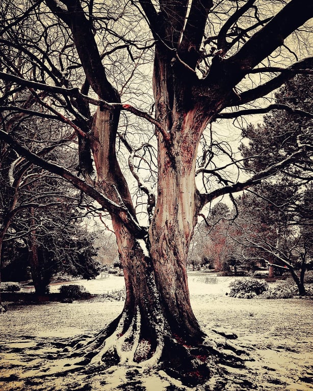 Winter Tree - Saltaire Photography Print (unframed, unmounted)