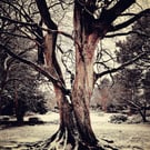 Winter Tree - Saltaire Photography Print (unframed, unmounted)
