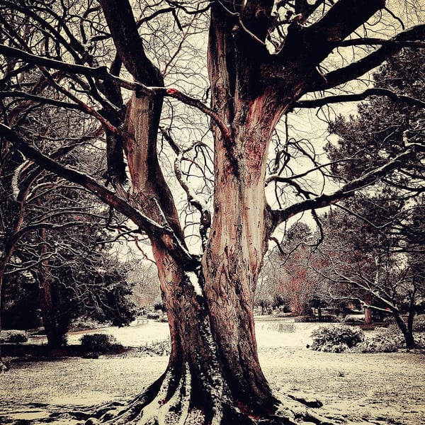 Winter Tree - Saltaire Photography Print (unframed, unmounted)