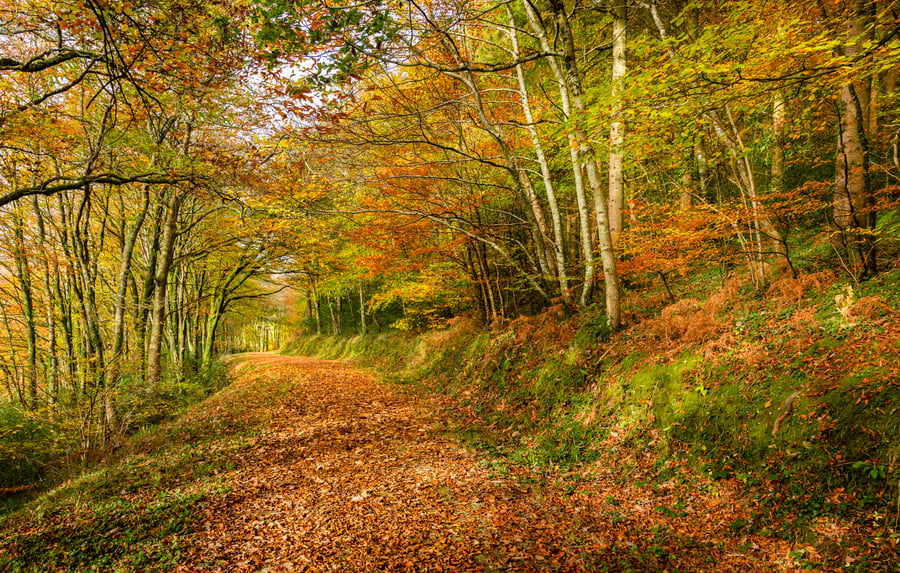 Autumn at Ethy Woods, Cornwall - fine art photography print