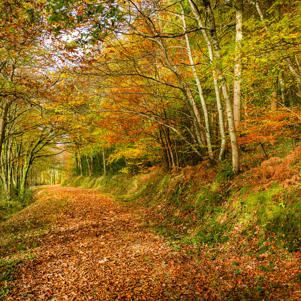 Autumn at Ethy Woods, Cornwall - fine art photography print