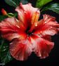 Hibiscus High Strength Professional Flavouring. - Image 1