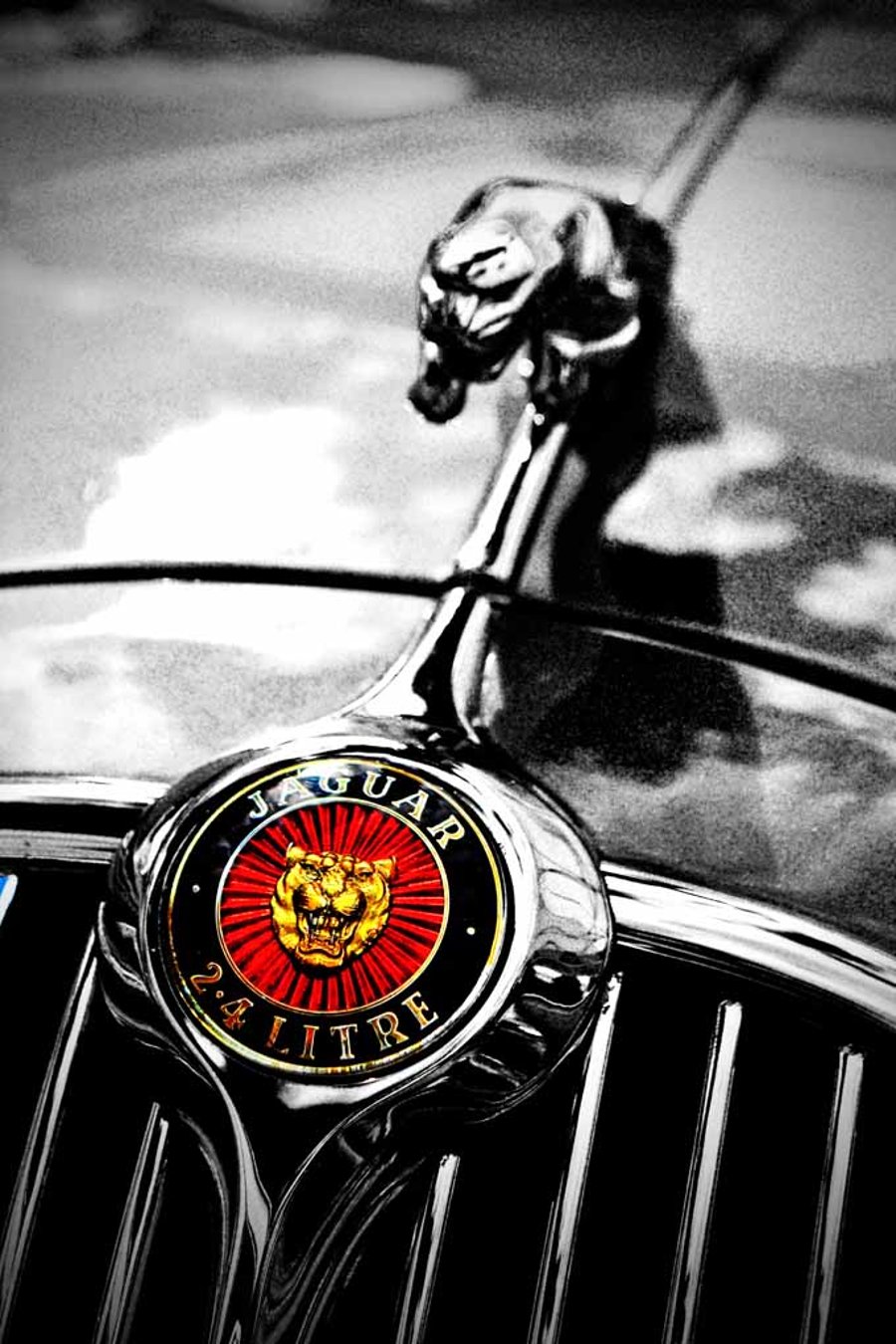 Jaguar Leaper Leaping Cat Photograph Print