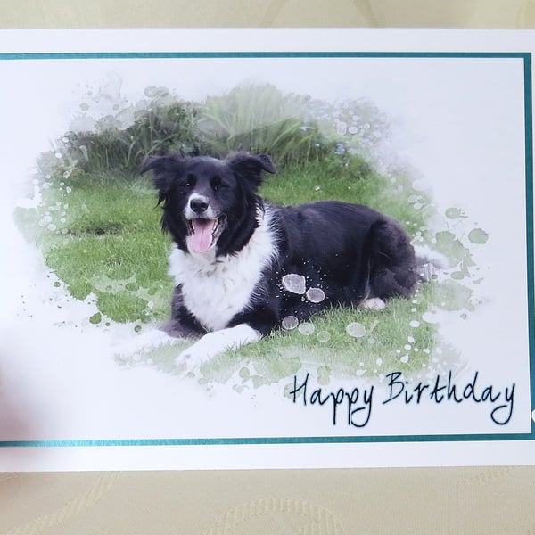 Border Collie Greeting Card - Troy