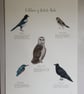 The Folklore of British Birds - Original Fine Art